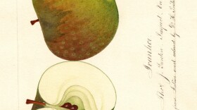 A painting from the USDA pomological watercolor collection depicts a long-lost apple, the Ivanhoe.
