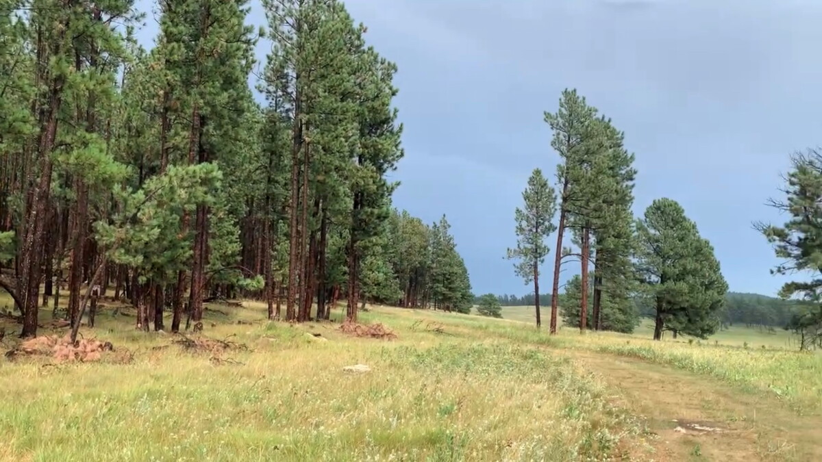 New Forest Plan impacts Black Hills National Forest - Vimarsana News