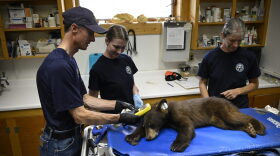 A small black bear lies on a table surrounded by people wearing latex gloves.