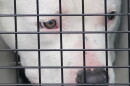 Close up of a pitbull behind a cage