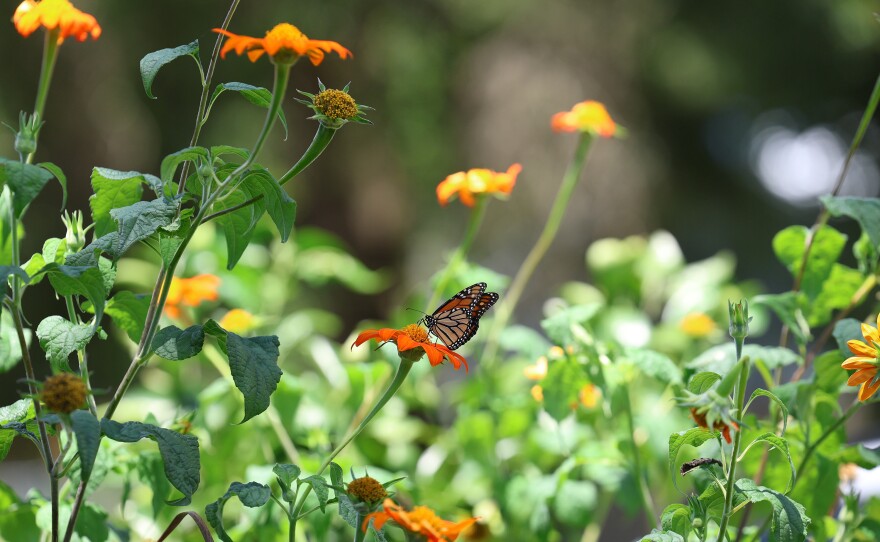 A monarch sits on a mexican sunflower in John and Stacey Calta’s garden in High Springs, Fla., on Friday, July 3, 2026. (Kaley Mantz/WUFT News)