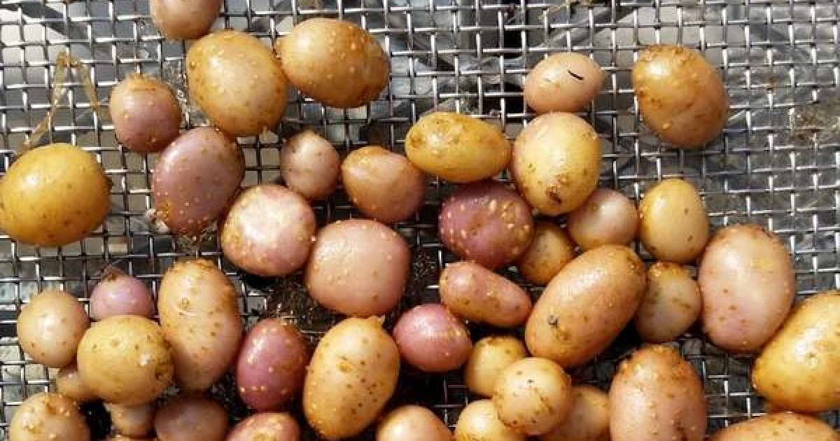 Earth Notes Four Corners Potato