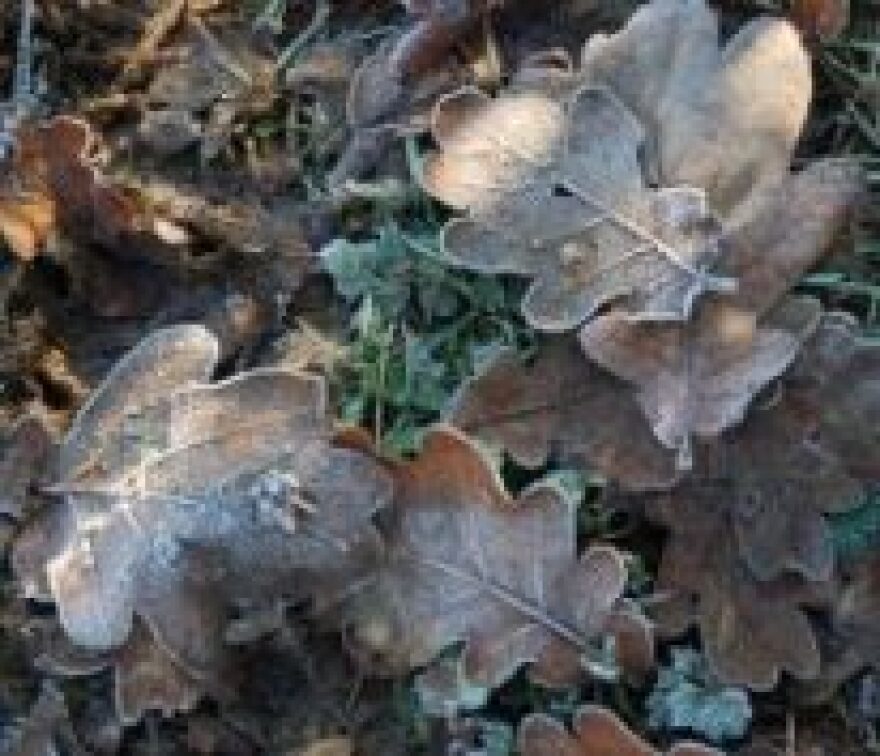 Frost on leave