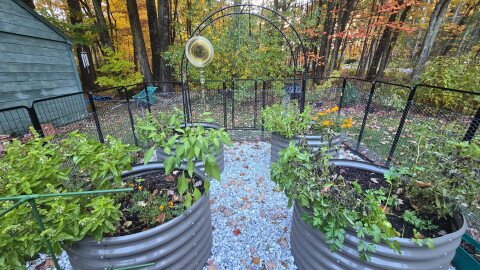 A fall NH garden.