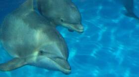 The dolphin exhibit at the Indianapolis Zoo shows the connection between Indiana and the Gulf of Mexico's dead zone.