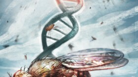 Student scientist Araw Akram discovered that fruit flies that eat nonorganic produce have lower reproduction rates than insects that eat organic food.
