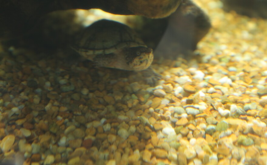 Another turtle you can find at the Alabama Aquarium.