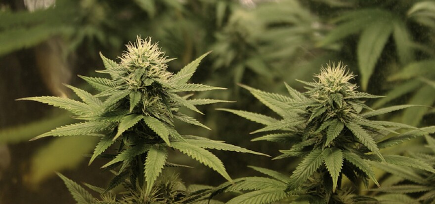 marijuana_plants--credit_mark.jpg