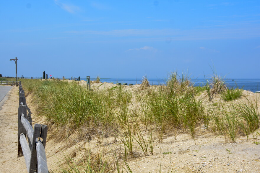 The dunes at Fire Island