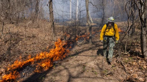 Nathan Speagle walks along the edge of a burn unit as he and other members of The Nature Conservancy’s Illinois Chapter control burn portions of the Shawnee March 25, 2026, in Makanda, Illinois.