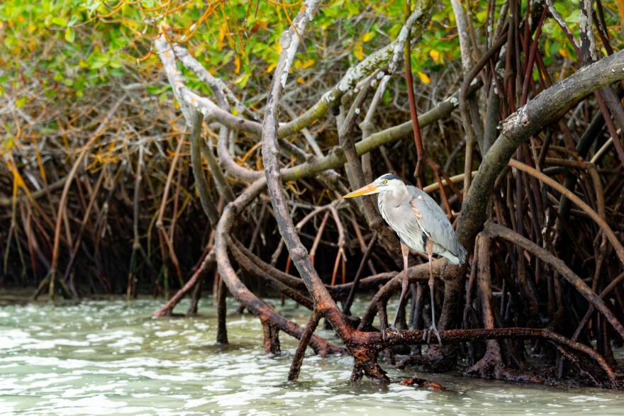Mangrove trees or shrubs provide Florida's shoreline with valuable hurricane protection, but they're also hurting oysters, as climate change drives mangroves farther north.