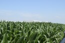 A photo from the height of growing corn in fields, a large white building sits behind the rows.