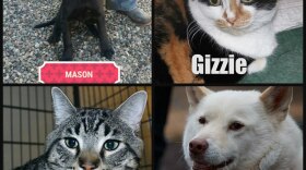 Two dogs and two cats available for adoption