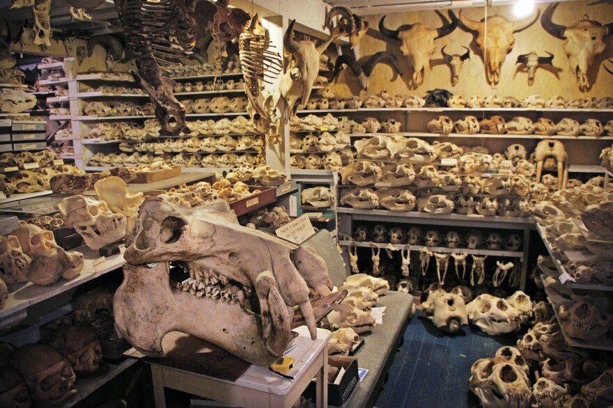 Ray Bandar keeps his skull collection in his San Francisco basement. Some are now on view at the California Academy of Sciences, and eventually he will donate all 7,000 skulls to the academy.