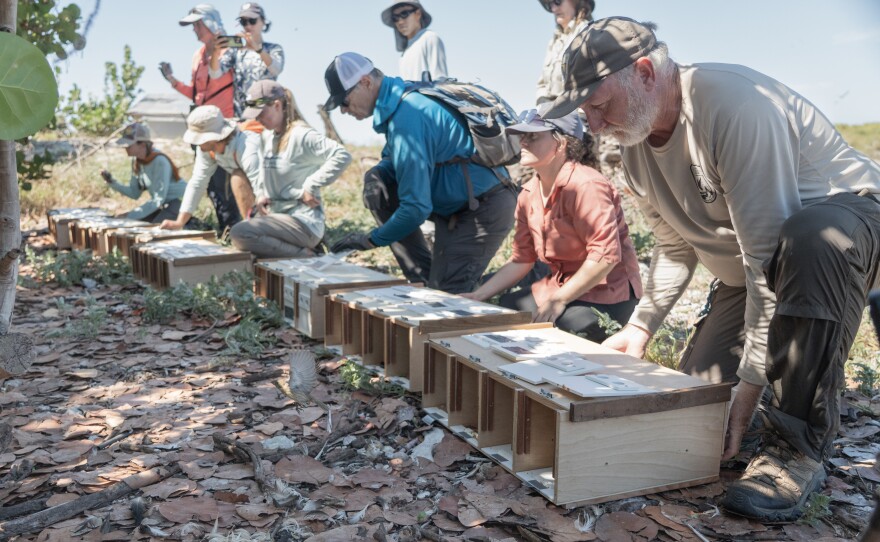 Release time of ʻekupuʻu at new home in Eastern Island - Midway Atoll.