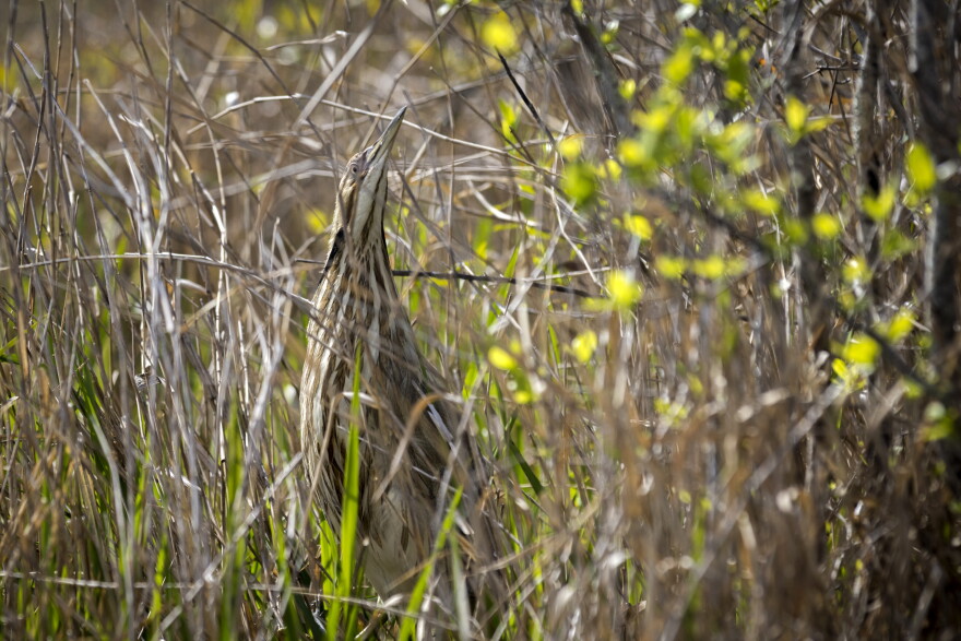 An American bittern relies on its feathers to blend into the surrounding grass of the Okefenokee National Wildlife Refuge, Wednesday, March 30, 2022, in Folkston, Ga.