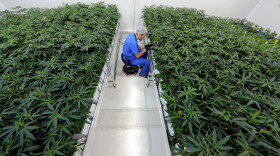 A medical marijuna nursery is pictured in this file photo.