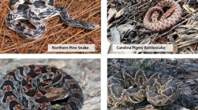 NCWRC is asking the public to submit a report if they see any of these snakes that are listed as threatened and in decline in North Carolina.