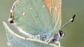 A closeup of a green butterfly resting and on a like-colored leaf.