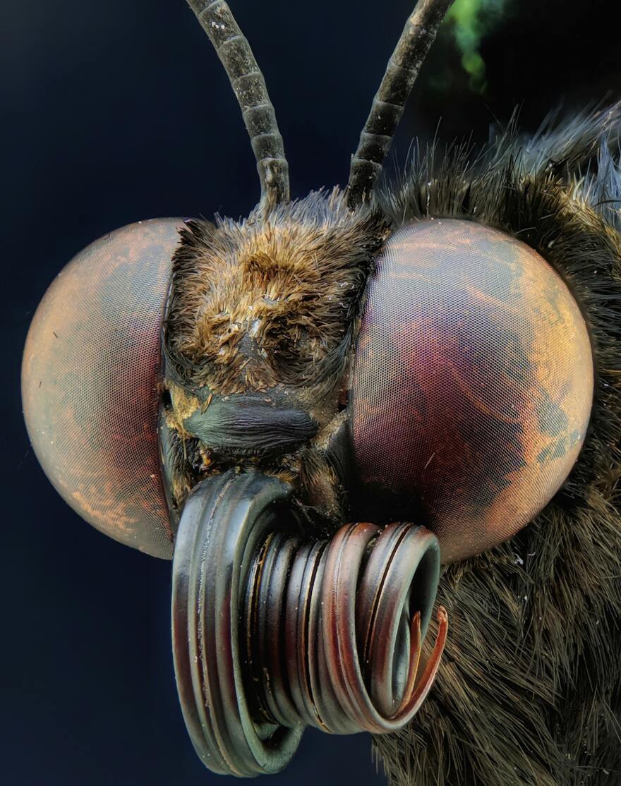 extreme close up on mosquito head