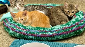 Lee County Domestic Animal Services in Fort Myers has plenty of cats and dogs up for adoption.