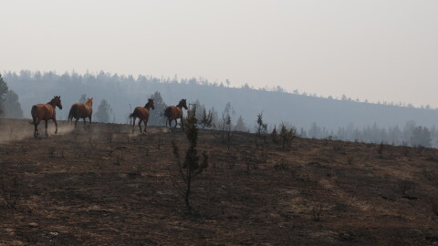 Horses running through charred landscape. 