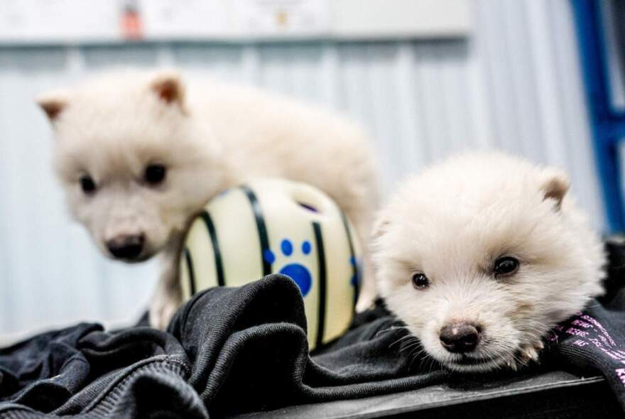 Dire wolf pups. (Business Wire/AP)