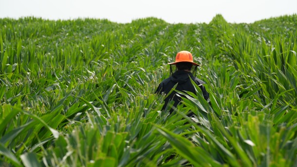 Rows of bright green corn with tassels removed can be seen stretching in every direction. In the middle of the field, a worker with an orange sun hat has his back to the camera. An employee of Ailes Detasseling walks through a seed corn field near Utica, Neb., in 2024. Detasseling is seen as a rite of passage for Midwest teenagers, but in recent years, more of the detasseling is performed by workers with H-2A visas.