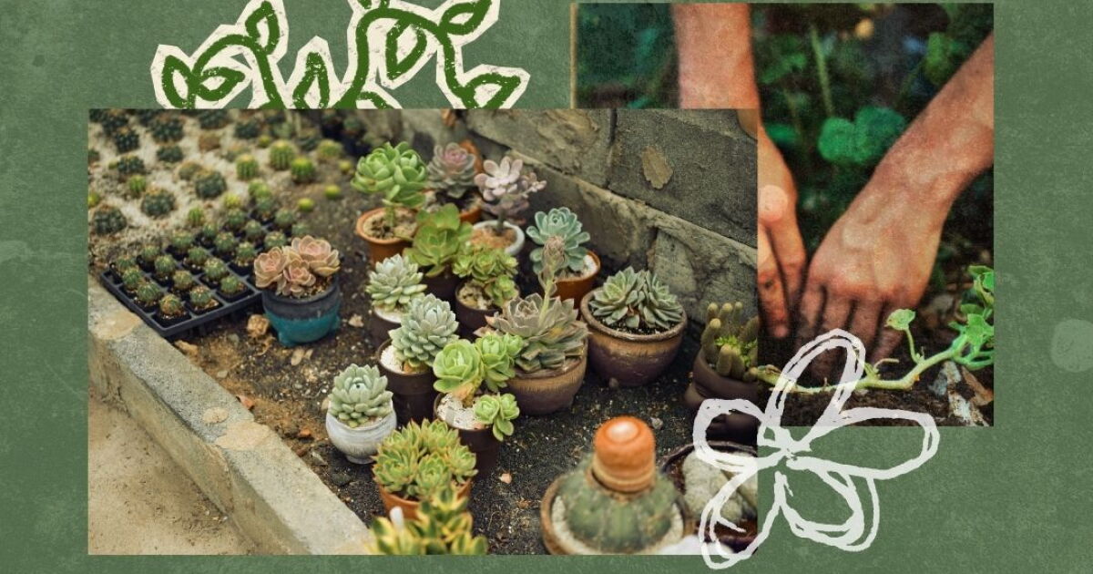 Here's how to grow your own food with less water, even in a drought