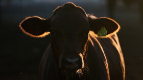 FILE - A calf stands in a pen for inspection for export to the United States at a regional cattle ranchers association in Hermosillo, Mexico, Aug. 18, 2026.