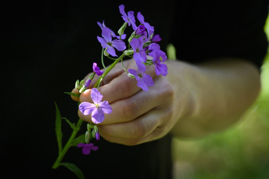 Amy Demers holds a stem of Dame’s Rocket she found while foraging in Wallingford woods near her parents’ home, May 26, 2023. “It’s kind of like a peppery taste,” she said, “Really good to add to salads or to just snack on."