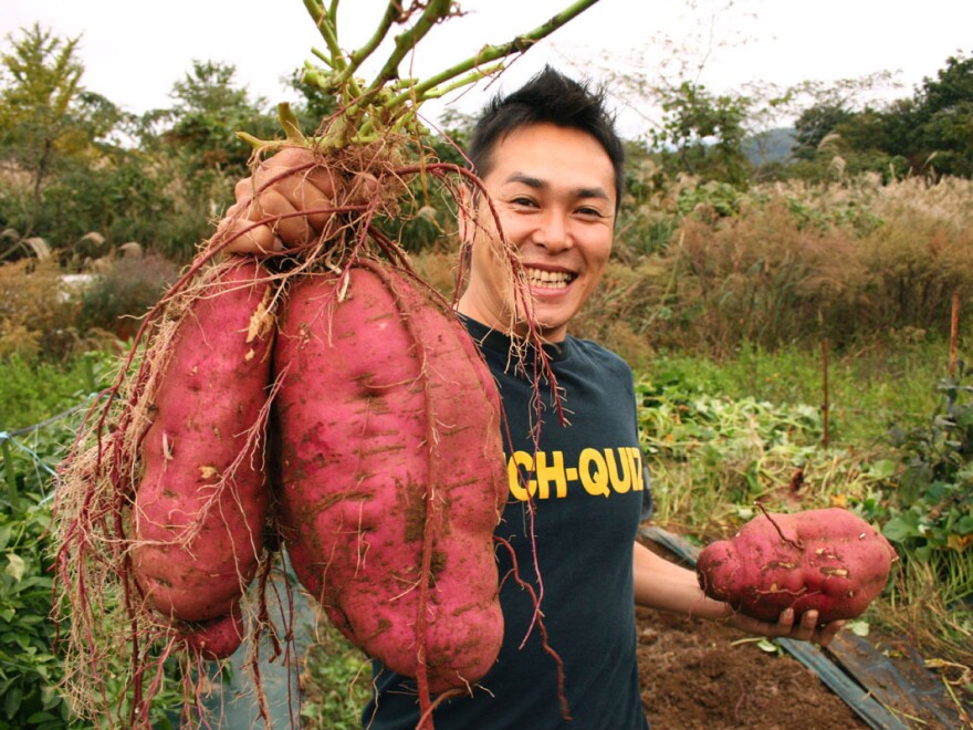 Now that's a big root: Sweet potatoes aren't tubers, or thickened stems, like potatoes. Sweet potatoes are roots — swollen and packed with starch.