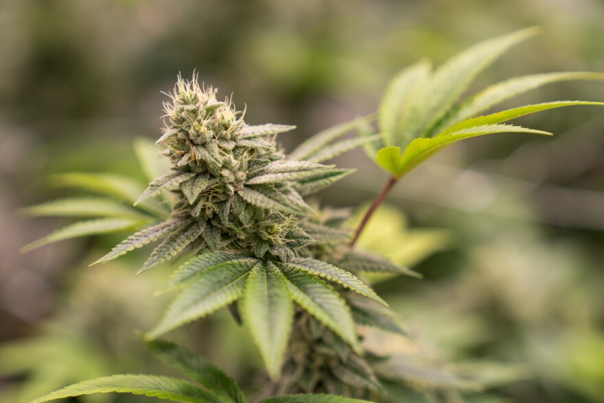 Cannabis flower grows at a recreational grow facility in Illinois. Illinois dispensaries sold some $700 million of recreational marijuana products in 2020.