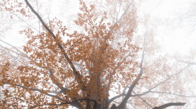 autumn leaves fall