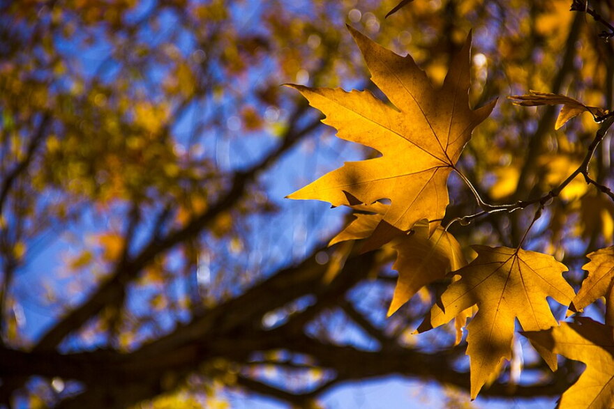 Yellow fall leaves 