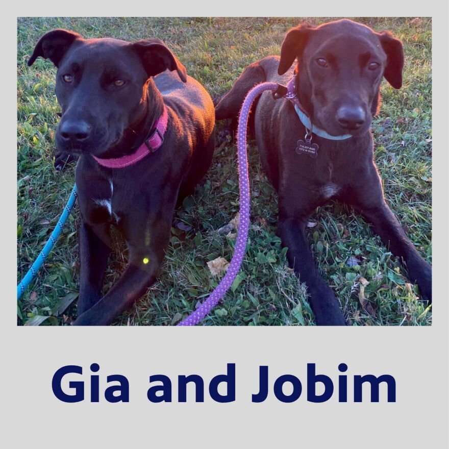 Photo of black dogs Gia and Jobim laying next to each other in the grass, in a polaroid frame with their names in bold, blue text underneath.