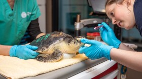 A person with a pen light examines the head of a Kemp's ridley sea turtle.