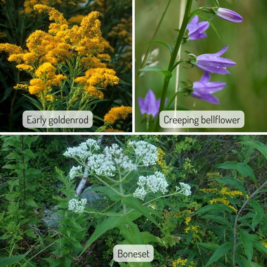 A three-frame image with flowers identified by species. Early goldenrod is a fuzzy-firework shaped explosion of yellow flowers on a tall stalk. Creeping bellflower has purple, bell-shaped flowers grouped on the side of a tall, narrow stem. Boneset has fussy-looking white flowers in discs on top of a stem that runs through merged side leaves.