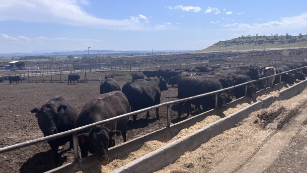 Cattle northeast of Billings in Shepherd.