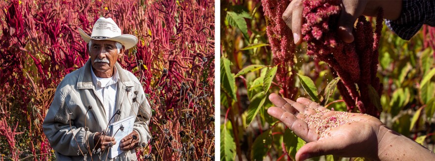 (Left) Farmer Adolfo Lopez of San Andrés Zautla, Oaxaca, is an amaranth grain and leaf producer. (Right) The amaranth varietal Nutrisol grows in a field in Mixteca Alta, Oaxaca.