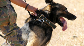 Image of a military working dog trainer with their dog.