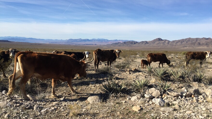 Cattle have been grazing in the vast Gold Butte area since an armed standoff between the government and self-styled militia in 2014.