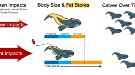 The declining body size of North Atlantic right whales may have critical consequences for the future of the species because smaller females produce fewer calves, new research shows