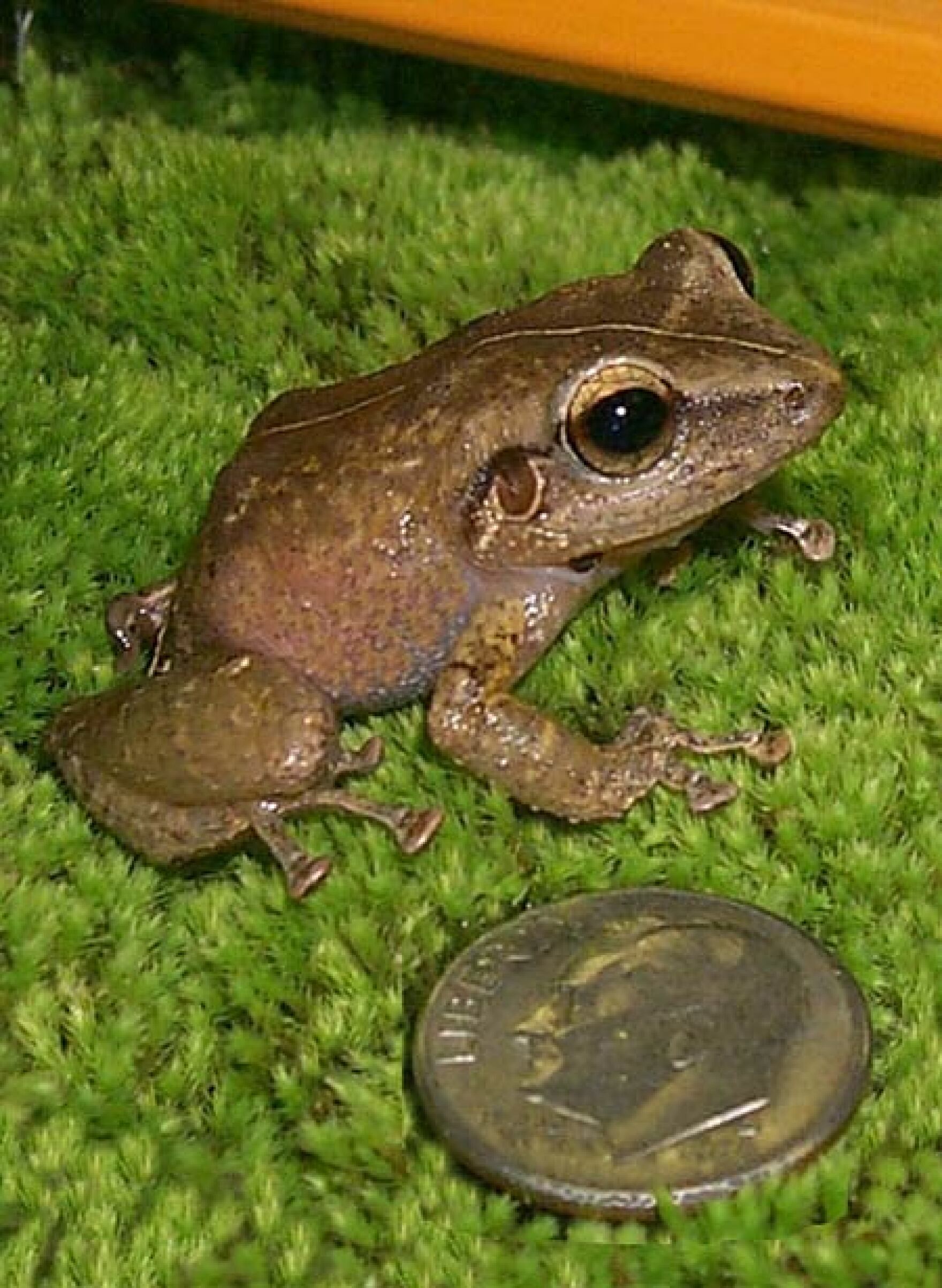 Citric acid treatment plan in the works for invasive coqui frogs found in Waimānalo Hawai'i