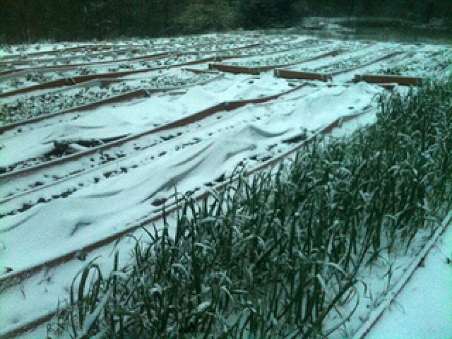 It's the first recorded May snow in Arkansas. 