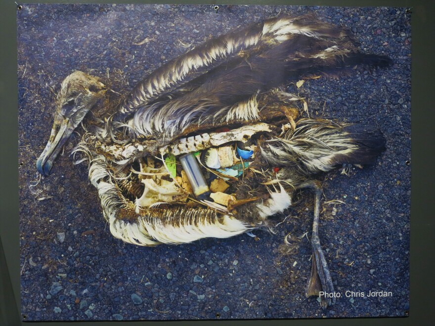 a seabird that died from eating plastic