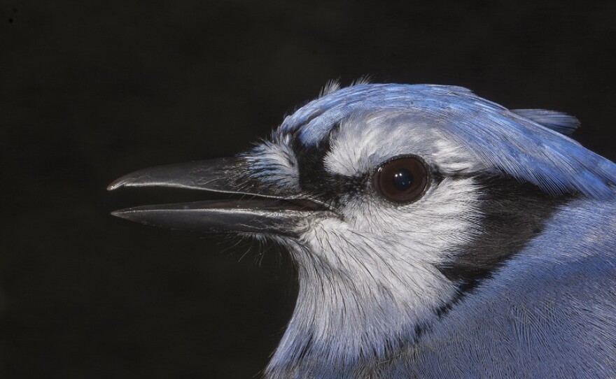 Blue jays help to plant new trees, expanding the forest.