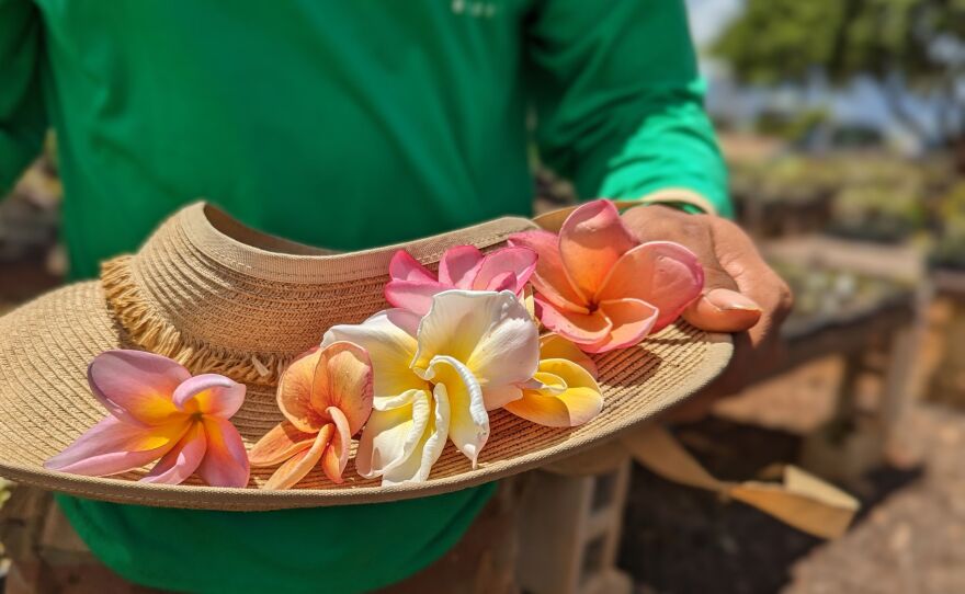 JL melia varieties from left to right: Metallica, Doric, Ruffles, Eclipse, Hawaiian Rose, and Hawaiian Coral