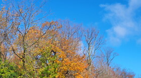 Colorful autumn tree line with a blue sky above