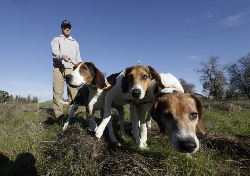 In this photo taken Tuesday, Dec. 18, 2012, Josh Brones, president of the California Houndsmen for Conservation, walks his hunting dogs, Dollar, left, Sequoia, center and Tanner right, near his home in Wilton, Calif.